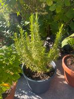 Rozemarijn plant, kruidenplant, Tuin en Terras, Planten | Tuinplanten, Ophalen, Overige soorten, Volle zon