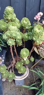 Zeer grote  aparte kuipplant, Tuin en Terras, Ophalen, Zomer, Overige soorten, Volle zon