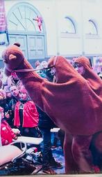 Kameelpak voor Carnaval of Sinterklaas, Ophalen, Carnaval, Maat 42/44 (L), Zo goed als nieuw