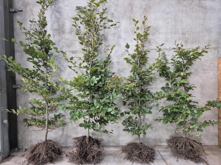 AANBIEDING - Fagus Sylvatica met wortel, Tuin en Terras, Planten | Bomen, Overige soorten, Halfschaduw, Bloeit niet, Ophalen