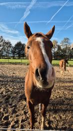 Prachtige zachtaardige 3,5 jarige vos ruin, Dieren en Toebehoren, Minder dan 160 cm, Gechipt, Ruin, 3 tot 6 jaar