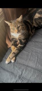 Mooi kater te koop, Dieren en Toebehoren, Kater