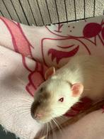 Jonge tamme ratten, Dieren en Toebehoren, Knaagdieren, Rat, Augustus, Mannelijk, Tam