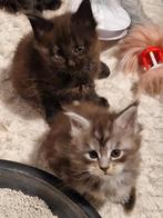 Main Coon kittens met stamboom, Dieren en Toebehoren, Katten en Kittens | Raskatten | Langhaar, Gechipt