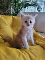 Maine Coon met stamboom en twee jaar garantie!, Meerdere dieren, Gechipt, 0 tot 2 jaar