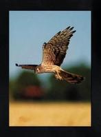 Nieuwolda Grauwe Kiekendief Roofvogel met Prooi., Ophalen of Verzenden, 1980 tot heden, Ongelopen, Vogel