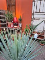 Caudex Suberosa XXXL p17 (2), Ophalen of Verzenden, Halfschaduw, Minder dan 100 cm