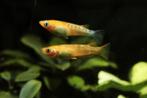 Medaka (vijver) visjes - Japanse rijstvisjes Oryzias latipes, Dieren en Toebehoren, Vissen | Aquariumvissen, Vis, Zoetwatervis