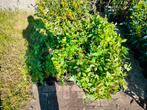 WEIGELIA BRISTOL RUBY, Vaste plant, Halfschaduw, Zomer, Ophalen