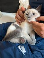 Siamese kat 3 maandjes, Dieren en Toebehoren, Katten en Kittens | Raskatten | Korthaar, Poes, Ontwormd