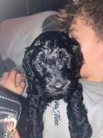 Mooie Zwarte labradoodle pups medium F4, Overige rassen, 8 tot 15 weken, CDV (hondenziekte), Meerdere