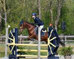 D-pony te Koop 13 jaar, 1.44m schofhoogte, Dieren en Toebehoren, Pony's, Gechipt, Ruin, Springpony, L