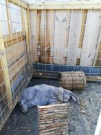 Gezocht, franse hangoor voedster, Dieren en Toebehoren, Konijnen, Vrouwelijk, Groot, Hangoor, 3 tot 5 jaar