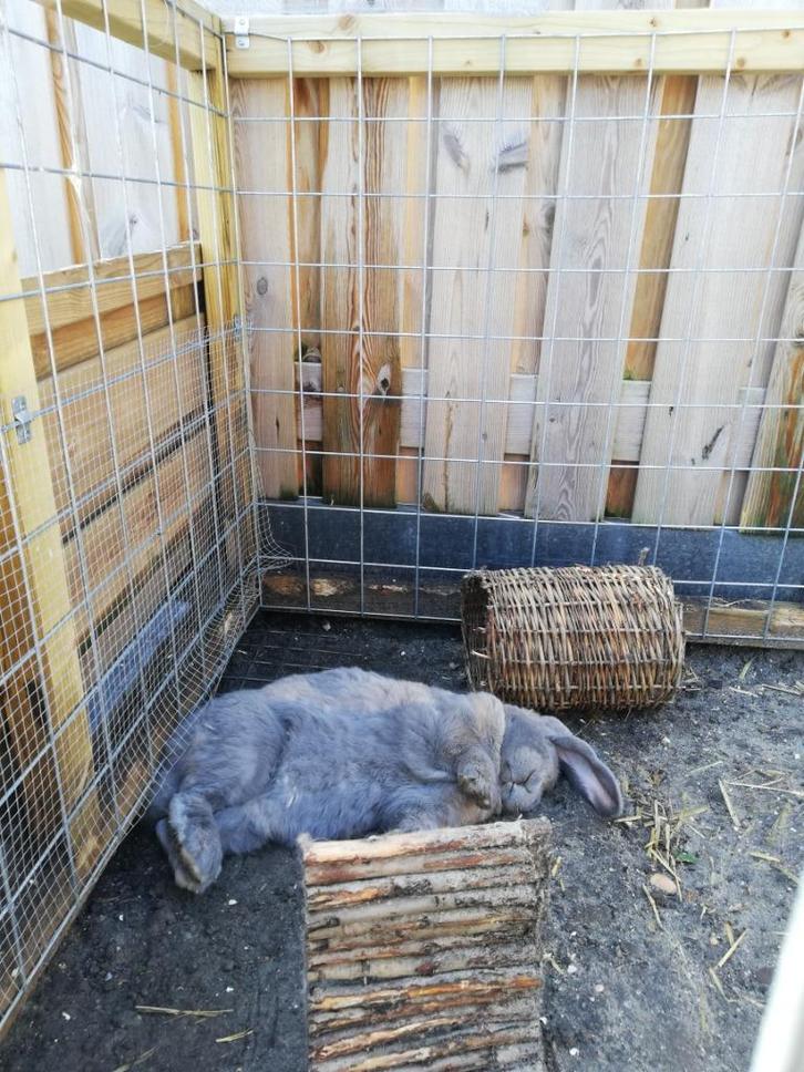 Gezocht, franse hangoor voedster, Dieren en Toebehoren, Konijnen, Groot, Vrouwelijk, 3 tot 5 jaar, Hangoor