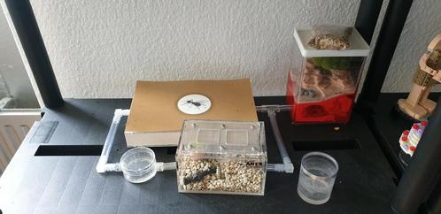 Oogstmier collonie, Dieren en Toebehoren, Insecten en Spinnen, Mieren