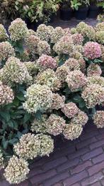 Hortensia Little Lime, Ophalen, Zomer, Overige soorten, Halfschaduw