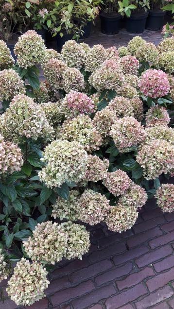 Hortensia Little Lime beschikbaar voor biedingen