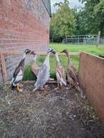 Indische loopeenden 5 stuks, Dieren en Toebehoren, Meerdere dieren, Eend
