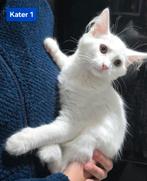 Mooie Maine Coon kittens mogen nu verhuizen, Dieren en Toebehoren, Katten en Kittens | Raskatten | Langhaar, Meerdere dieren, Ontwormd