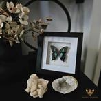 Vlinder in lijst, Wings & Flowers, Minder dan 50 cm, Touwbaan 11, Lekkerkerk, Nieuw