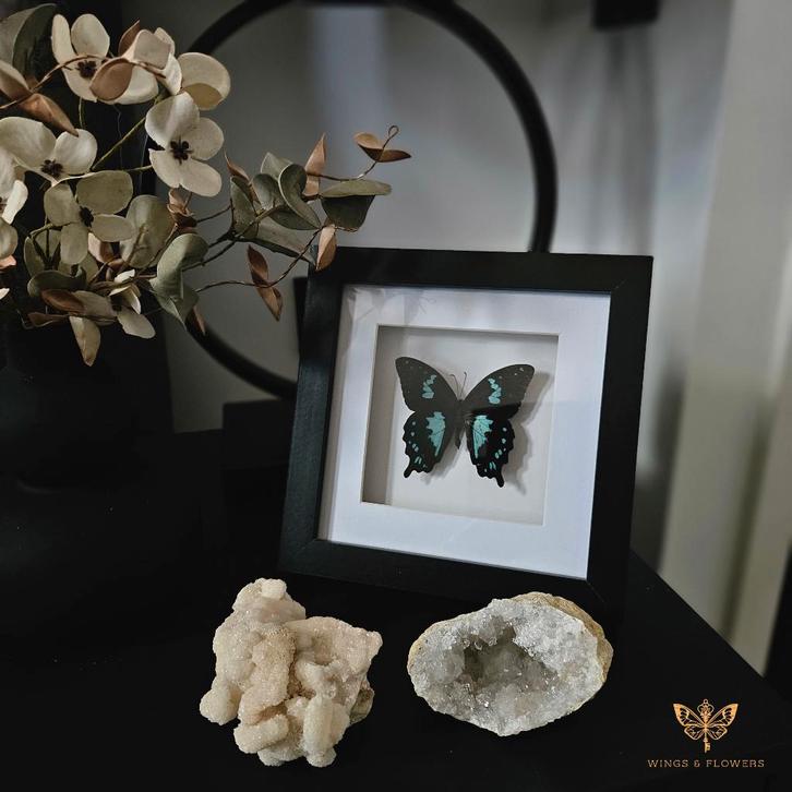 Vlinder in lijst, Huis en Inrichting, Woonaccessoires | Lijsten, Nieuw, Minder dan 50 cm, Minder dan 50 cm, Hout, Ophalen of Verzenden