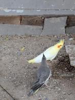 Valkparkieten, Dieren en Toebehoren, Meerdere dieren, Parkiet