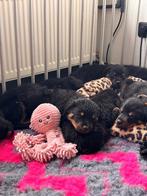 Prachtige rottweiler pups, CDV (hondenziekte), Particulier, Meerdere, 8 tot 15 weken