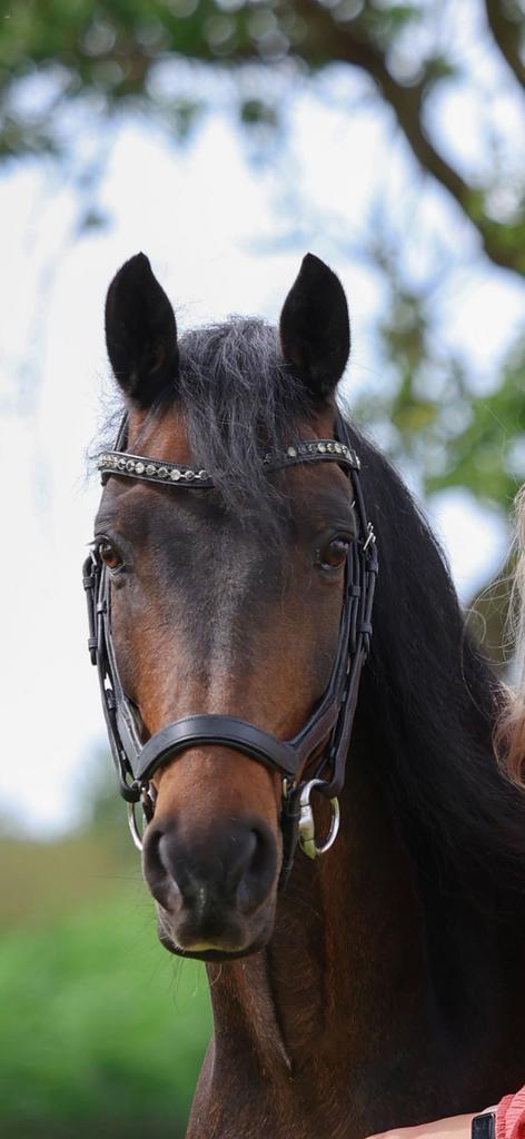 Knappe recreatie pony, Dieren en Toebehoren, Pony's, Ruin, L, D pony (1.37m tot 1.48m), Recreatiepony, 11 jaar of ouder, Met stamboom