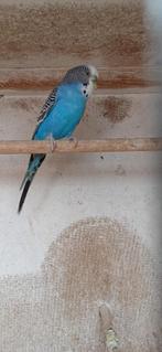 Blauwe grasparkiet, man, Dieren en Toebehoren, Vogels | Parkieten en Papegaaien, Mannelijk, Parkiet