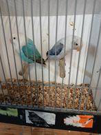 Fischerie s violet opaline eeuwing x blauw opaline, Meerdere dieren, Dwergpapegaai of Agapornis, Geringd