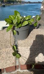 Hoya carnosa 'freckles splash’, Huis en Inrichting, Kamerplanten, Ophalen, Halfschaduw, Minder dan 100 cm