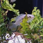 Laetacara curviceps, Vis