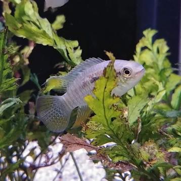 Laetacara curviceps beschikbaar voor biedingen