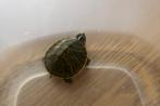 Florida sierschildpad, Dieren en Toebehoren, Reptielen en Amfibieën, Schildpad, Tam, 0 tot 2 jaar