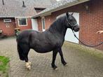 Welsch-cop pony, Dieren en Toebehoren, Pony's, Merrie, Gechipt, Niet van toepassing, C pony (1.27m tot 1.37m)