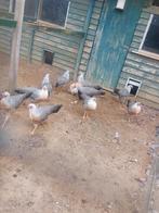 Leghorn Zilverpatrijs hennen te koop, Dieren en Toebehoren, Vrouwelijk, Kip