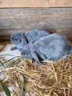 Franse hangoor rammen 9 weken, Dieren en Toebehoren, Konijnen, Mannelijk, Groot, Hangoor