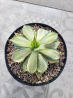 agave isthmensis variegata, Tuin en Terras, Planten | Tuinplanten, Ophalen of Verzenden, Overige soorten, Volle zon