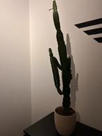 Cactus in beige pot, Ophalen, Minder dan 100 cm, In pot, Cactus
