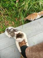 kittens, Dieren en Toebehoren, 0 tot 2 jaar