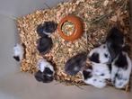 Aangeboden jonge dwerghamsters 6 weken oud, Juni, Meerdere dieren, Hamster