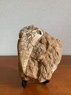 Fossielen tand van een sabelkatachtige., Verzamelen, Mineralen en Fossielen, Ophalen of Verzenden, Fossiel