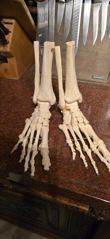 Menselijk Skelet Onderste Ledematen - Anatomie/Halloween beschikbaar voor biedingen