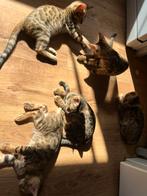 Bengaal kittens., Dieren en Toebehoren, Meerdere dieren