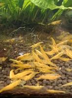 Zeer mooie gele garnalen, eigen kweek., Dieren en Toebehoren, Vissen | Aquariumvissen, Kreeft, Krab of Garnaal
