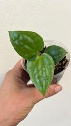 Anthurium Luxurians, Huis en Inrichting, Kamerplanten, Ophalen of Verzenden, Halfschaduw, Minder dan 100 cm