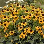 Rudbeckia planten potmaat p9, Tuin en Terras, Volle zon, Vaste plant, Zomer, Ophalen