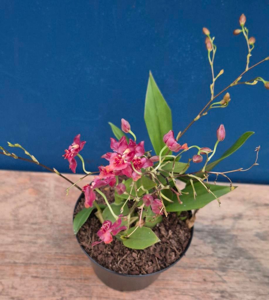 Orchidee Oncidium Twinkle Red p8, Huis en Inrichting, Kamerplanten, Ophalen of Verzenden, Halfschaduw, Minder dan 100 cm