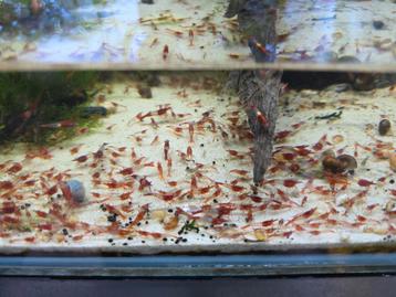 Hoge kwaliteit red rilli neocaridina garnalen  beschikbaar voor biedingen