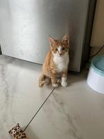 Te koop kittens kruising Britse korthaar X Noorse Boskat, Dieren en Toebehoren, Katten en Kittens | Raskatten | Korthaar, Meerdere dieren